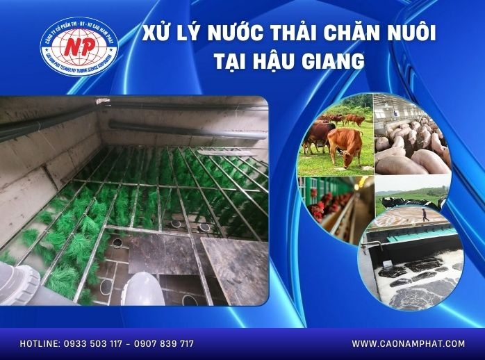 Xử lý nước thải chăn nuôi tại Hậu Giang